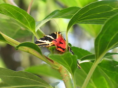 Schmetterling Russischer Bär 001.jpg